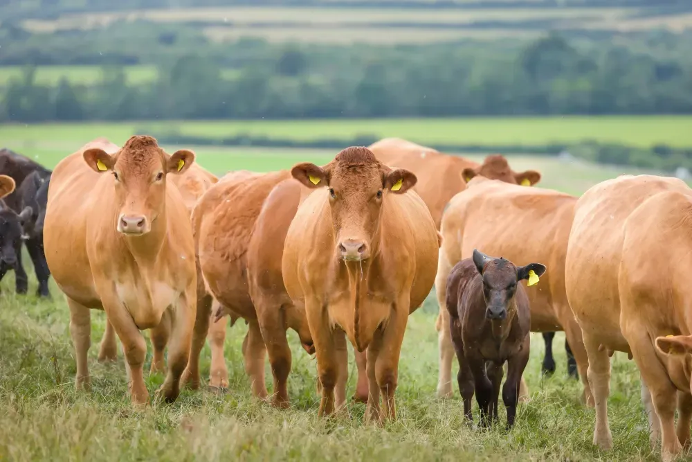 Custos na industria da carne